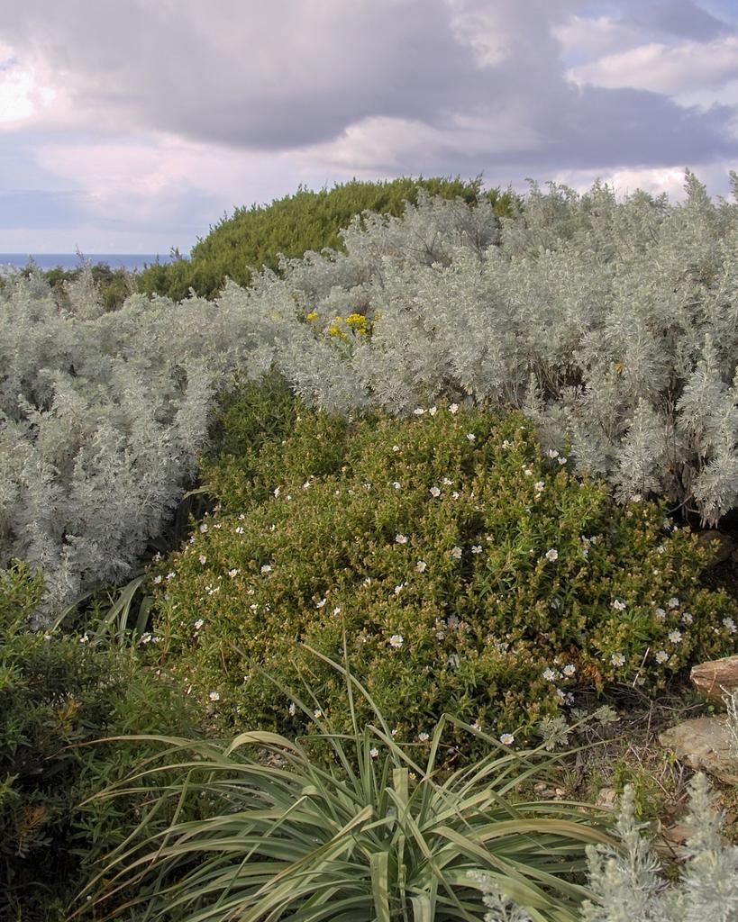 Macchia mediterranea costiera con Artemisia, Asfodelo e Cisto.

#naturephotography #natura
#macchiamediterranea #sardegna
#photography #fotografia #cisto
#amateurphotographer #asfodelo #amateurphotography #artemisia