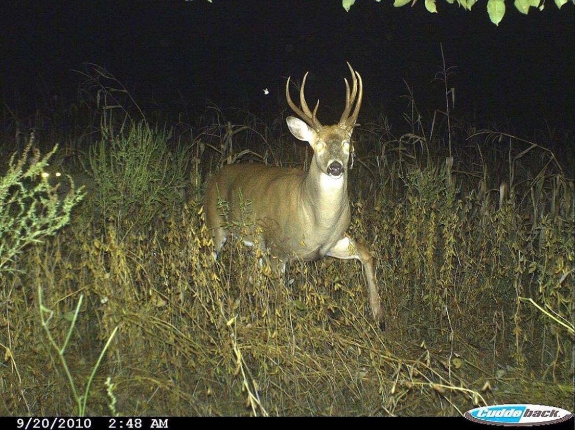 SPORTSMANchnl's tweet photo. He pops out, do you shoot or pass? Photo: @cuddebackdigital
#IAMSPORTSMAN #hunting #deer #deerhunting #whitetails #bucks #deerhunter #trailcamera #cuddeback #bucks https://t.co/SQvw9emqbK