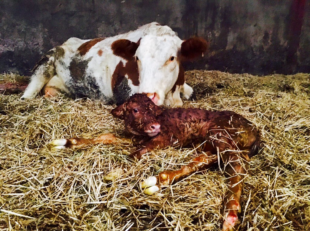 adgarleyfarm's tweet image. I literally have the best job ever!! #farming #calving20 #farmlife #lovecows #teamdairy @ZwartblesIE @FarmersGuardian @FarmersWeekly @FarmingUK @FarmersOfTheUK @DairyFarmerMag @DairyFarmher