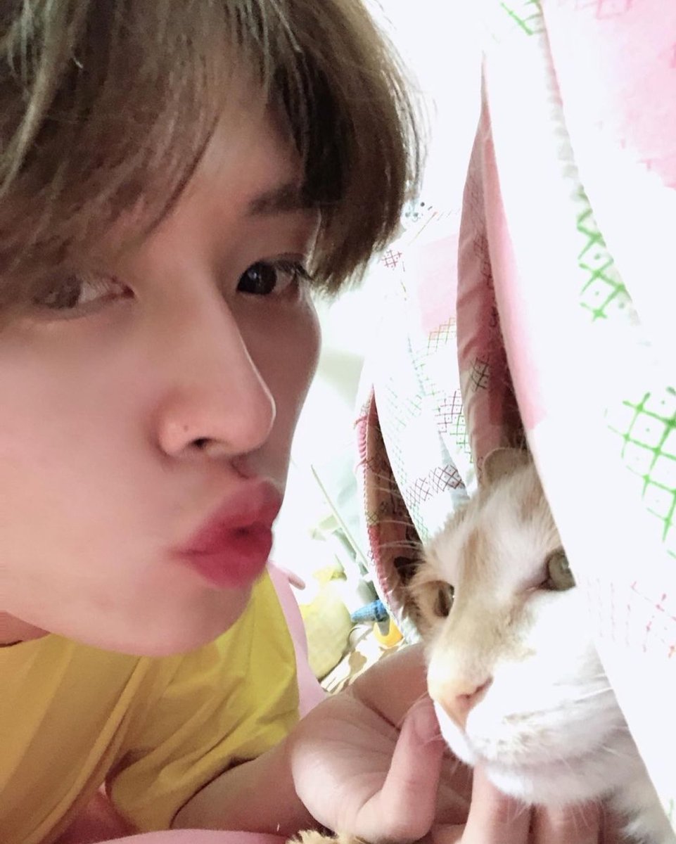 минхо кот. коты минхо. коты минхо. коты минхо. Stray kids кошки минхо.