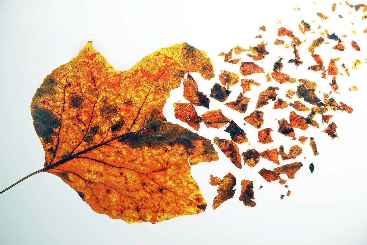 evanescence  as the year goes by...
#Transience #nature #leaf #photography