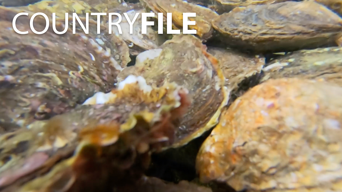 Oysters are incredible. On the new moon they know to spawn. They are protandrous hermaphrodites, which means they start as males and after they spawn for the first time, they become females. They continue to change sex throughout their lives. #Countryfile