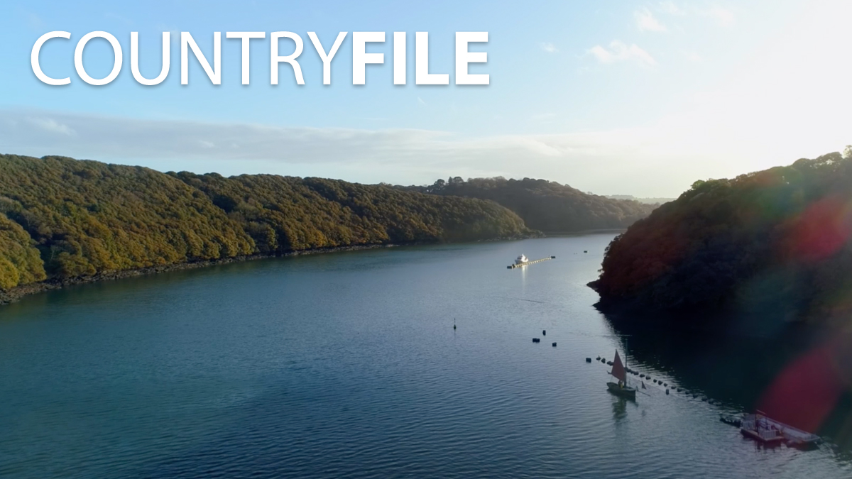 On the River Fal lies one of the few remaining native oyster fisheries in Europe. In 1863 a local order banned the use of engines and, to this day, oysters here can only be fished using sail and oar. #Countryfile