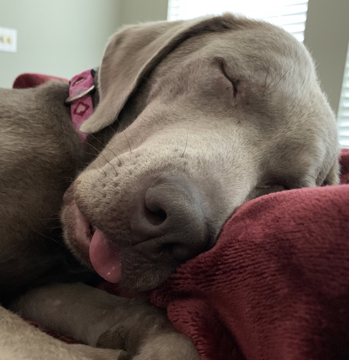 HWeimaraner's tweet photo. ProPup Tip: sleep with your tongue out in case treats fall from the sky while asleep #weimaraner https://t.co/WYch9A6JlX
