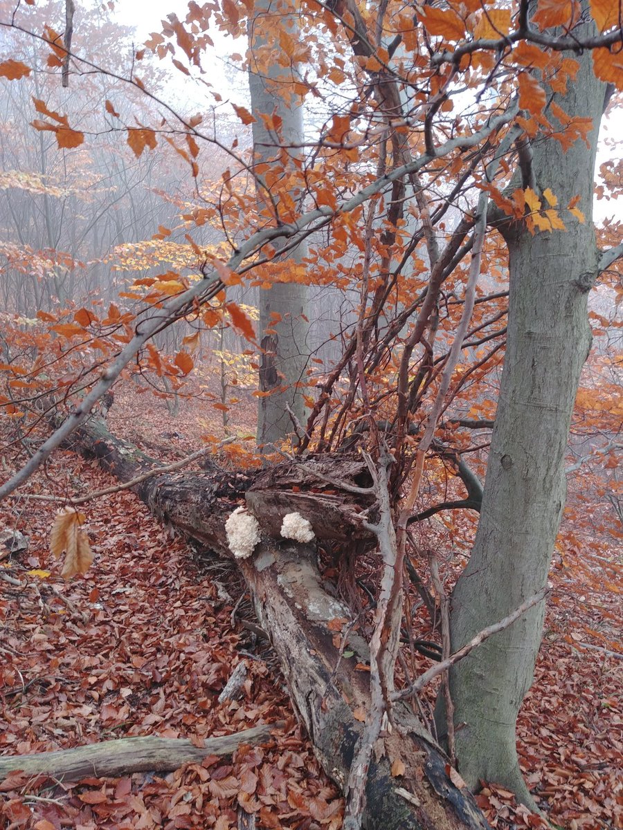 elxium's tweet photo. Nice hike in the forest... #Autumn #sightsofgeocaching #geocaching https://t.co/48Nq5HhG20