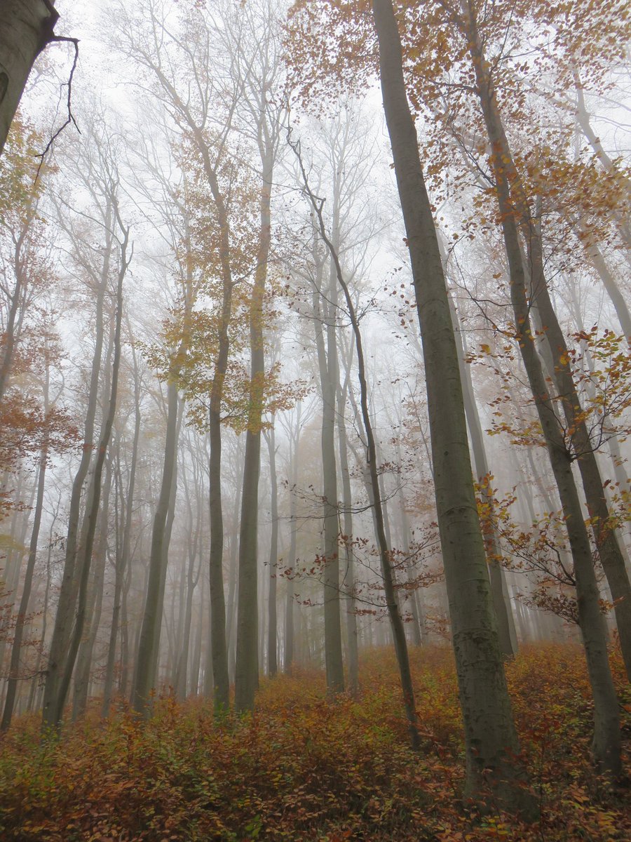 elxium's tweet photo. Nice hike in the forest... #Autumn #sightsofgeocaching #geocaching https://t.co/48Nq5HhG20