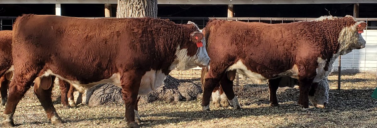 KuhlmannRanch's tweet photo. Another Load of 18 month old bulls headed South for the Winter this morning! Thanks Stevenson Cattle Co.
https://t.co/3RKqWBc7uJ
#geneticsthatrundeep
#polledhereford #herefordcattle #hereford #herefordbull https://t.co/L2BPDCn4sk