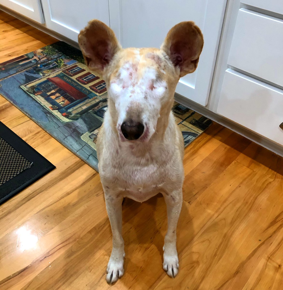 Cabo wants to say hello!