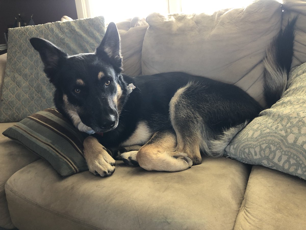 EBynan's tweet photo. Our sweet Bronco is thrilled for her cousin 😍#rescuedog #firstdog ⁦@Transition46⁩ https://t.co/QhHOTtU0ig