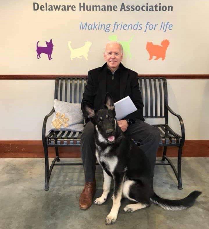 HumaneRescue's tweet photo. Congratulations to President-elect Joe Biden! His German Shepherd, Major, is set to become the first shelter dog in the White House. The Bidens adopted the German shepherd from the Delaware Humane Association two years ago after initially fostering him. https://t.co/qv37hAjVWO