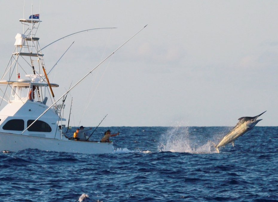 BillfishReport's tweet image. Cairns, Aus - Capt. Corey Hard on Sheriff went 4-4 on Black Marlin (1,000,700). #Grander #BlackMarlin #GBR