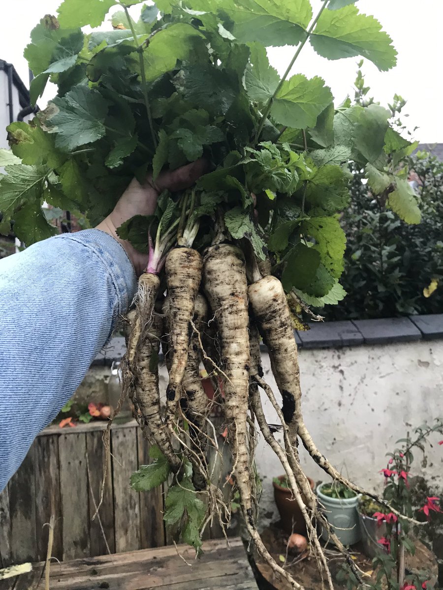 Samsheriston's tweet photo. Here’s a picture of my parsnips, because they’re better than coronavirus. 😋🌱🍂 https://t.co/OCzALOvbI4
