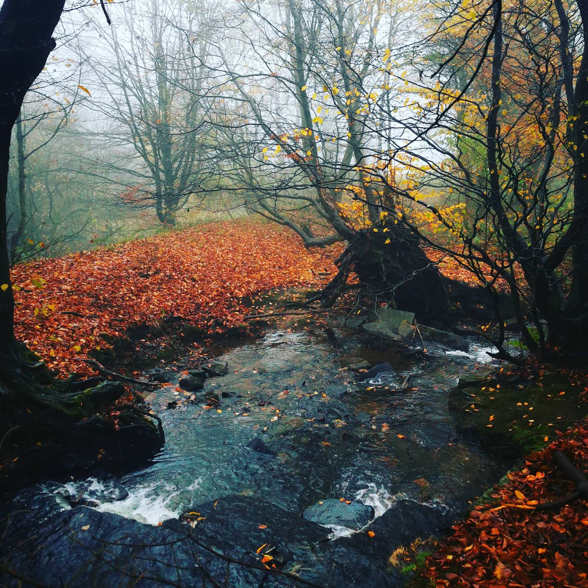 darren1man1bike's tweet photo. I do love a walk in the mist. A wander around my local area. Don't let 'bad' weather stop you from doing things.
#nature https://t.co/0tXWH9MExl