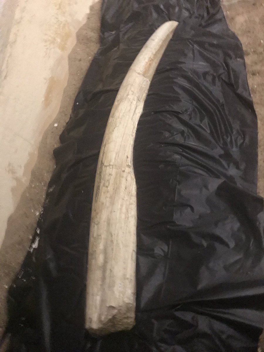 christinabyrd88's tweet photo. Day 8 #museum30. #Safety for people and fossils alike! In fossil prep labs, #preparators wear PPE appropriate for each task. They work tirelessly to conserve and protect fossils for future gens to study. An archival storage jacket will support and protect this jaw from breakage. https://t.co/k0mlQGrR8D