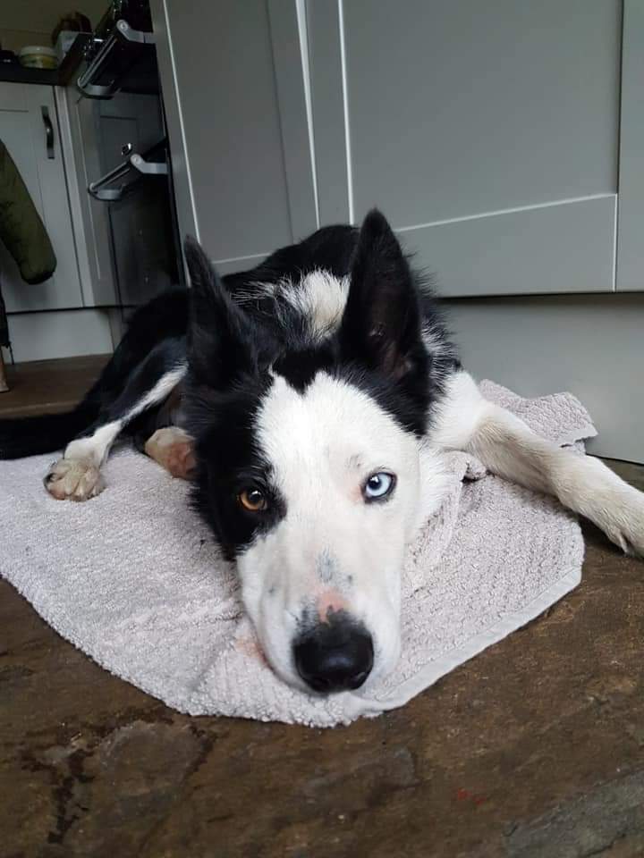 This dog, Mick, ran away from Oxenhope last week. He was seen on cctv today miles away near the recycling centre in Todmorden.
If any of my network in Calderdale can retweet this, I and his owner will appreciate it. facebook.com/34215703918368…
#LostDog #HebdenBridge #Todmorden