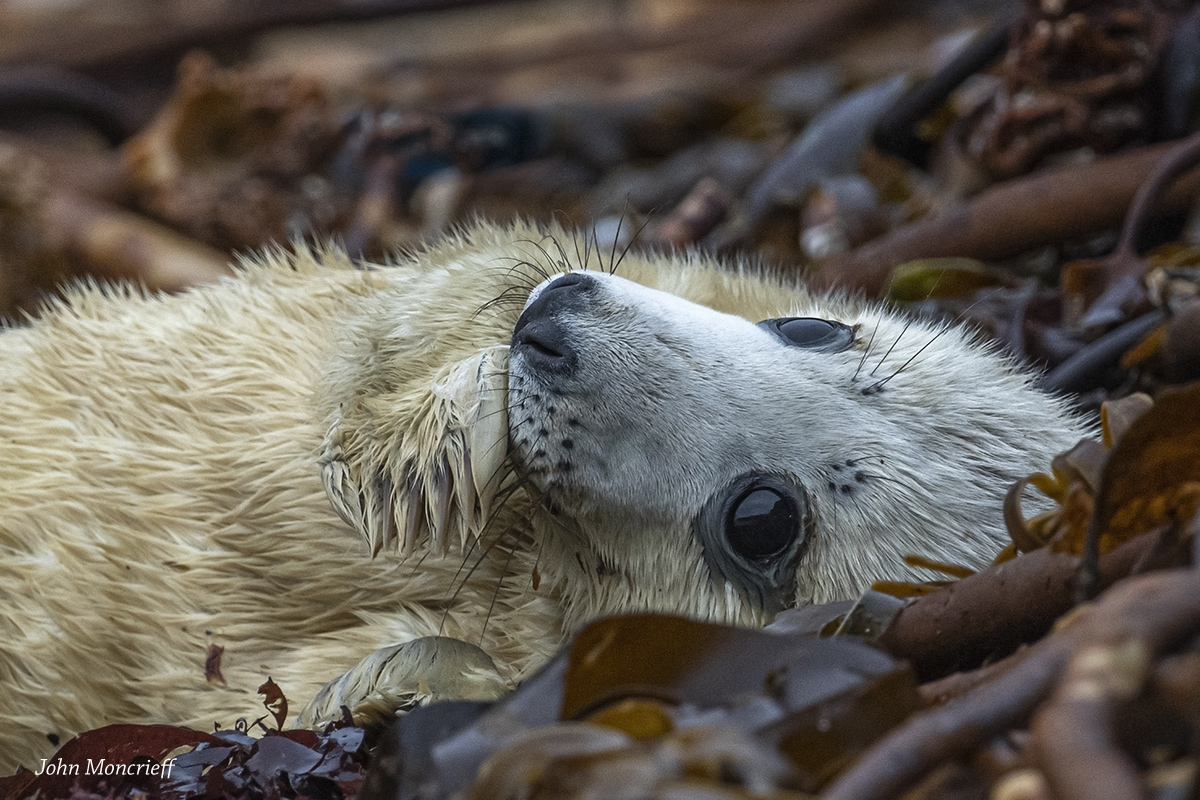 mostlyotters's tweet photo. Grey Seal pups are starting to appear on some remote spots in Shetland... https://t.co/sU5uebFaGx