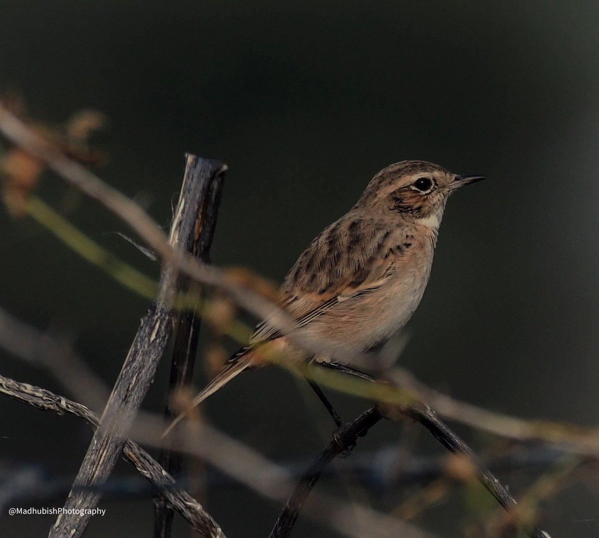 madhub's tweet photo. Common Stonechat #ABCofBirding @IndiAves #CommonStonechat #TalChappar #Rajasthan #bird #Nikon @NikonIndia #photography #nature #wildlife https://t.co/7QaTV0ucuL
