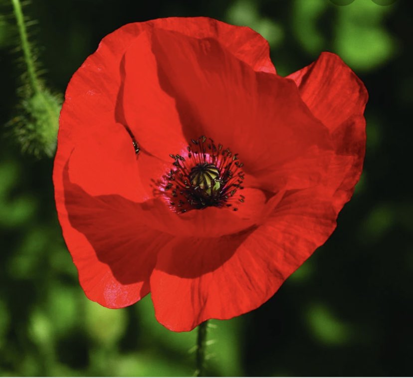 AwShopfronts's tweet photo. Less we forget, thank you to all our services men and woman for everything they do for our country, god bless you all 🙏#RemembranceSunday https://t.co/M4jUGDKQi5