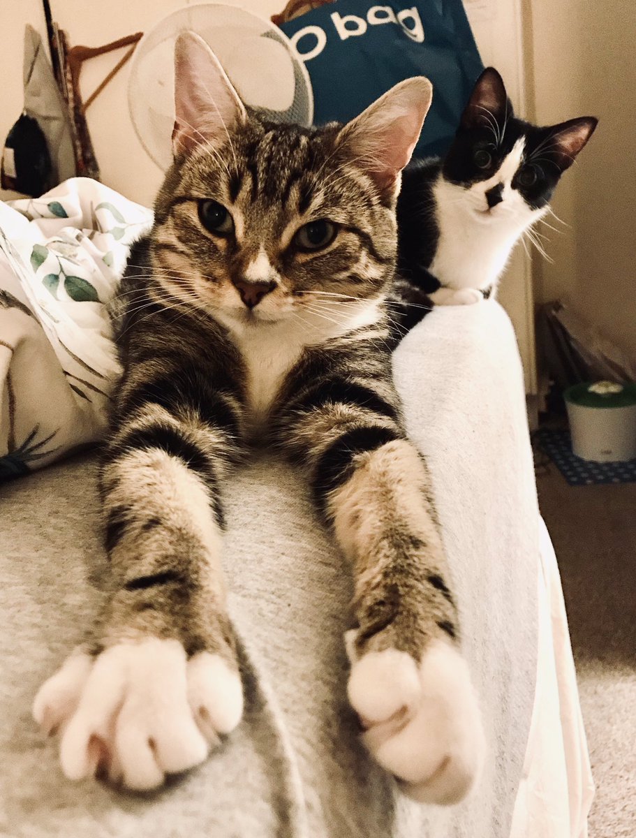 hipster_bear's tweet photo. Us kitties are all feeling sad today. Mom is going into rehabilitation tomorrow for #ankylosingspondylitis an incurable disease.She is so grateful to get a place in respite.She is nervous as  she can’t see any visitors for 2 weeks because of #COVID19 &amp; she will really miss dad💔 https://t.co/tGVyCgY500