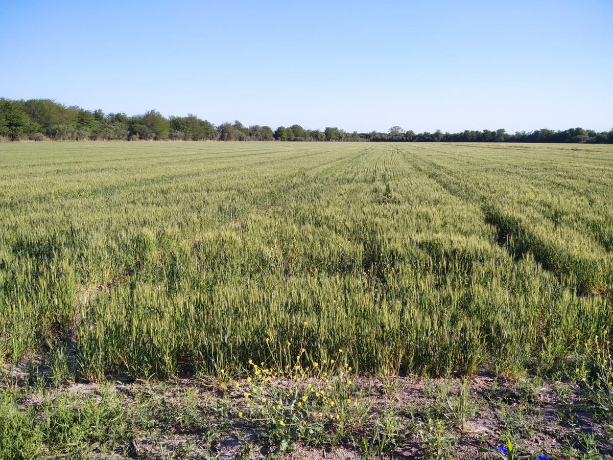 elcabureinsumos's tweet photo. #ResultadosBio en trigos de Traslasierra, Córdoba. Inoculaciones múltiples y se vienen con todo los trigos serranos.
👏👏💪 Gracias Marcelo y César.
#Trigo #ElCabureInsumosBio #ElCaburéBiológicosenelAgro #InoculaciónMúltiple #inoculantes #CurasemillasBiológico #Agro #campo https://t.co/dvIHmIamRJ