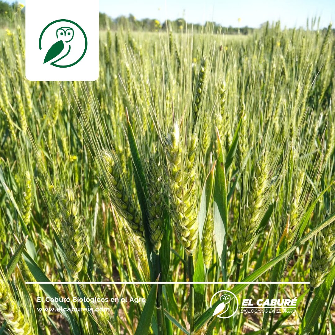 elcabureinsumos's tweet photo. #ResultadosBio en trigos de Traslasierra, Córdoba. Inoculaciones múltiples y se vienen con todo los trigos serranos.
👏👏💪 Gracias Marcelo y César.
#Trigo #ElCabureInsumosBio #ElCaburéBiológicosenelAgro #InoculaciónMúltiple #inoculantes #CurasemillasBiológico #Agro #campo https://t.co/dvIHmIamRJ