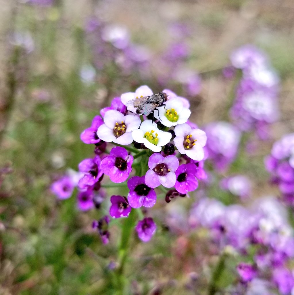 strongpop's tweet photo. Nature bonding! Love and care for alyssum and fly #naturelovers #flowerphotography https://t.co/GrVOiSvL4A