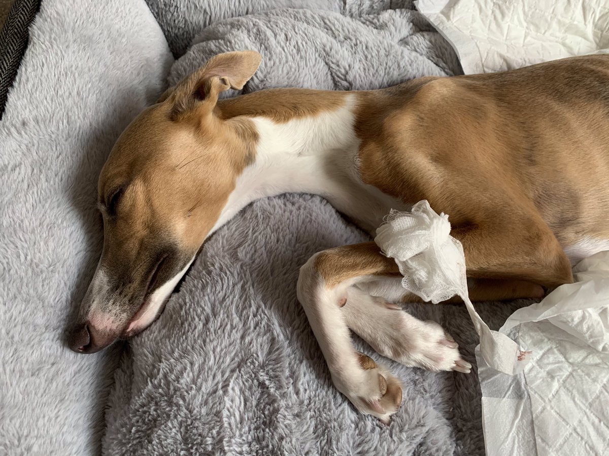 LadySadieWD's tweet photo. Home. Happy days!

Sleepy, drugged and cannot walk, but this new bed is so very snuggly. 🥰💤
My humans are going to have fun trying to palpate/express my bladder and the other. 💦💩

#temporary #paralysis #dog #paralysed #whippet #whippets #DogsofTwittter #nowalkiesforme #dogs https://t.co/OPW01xqV41