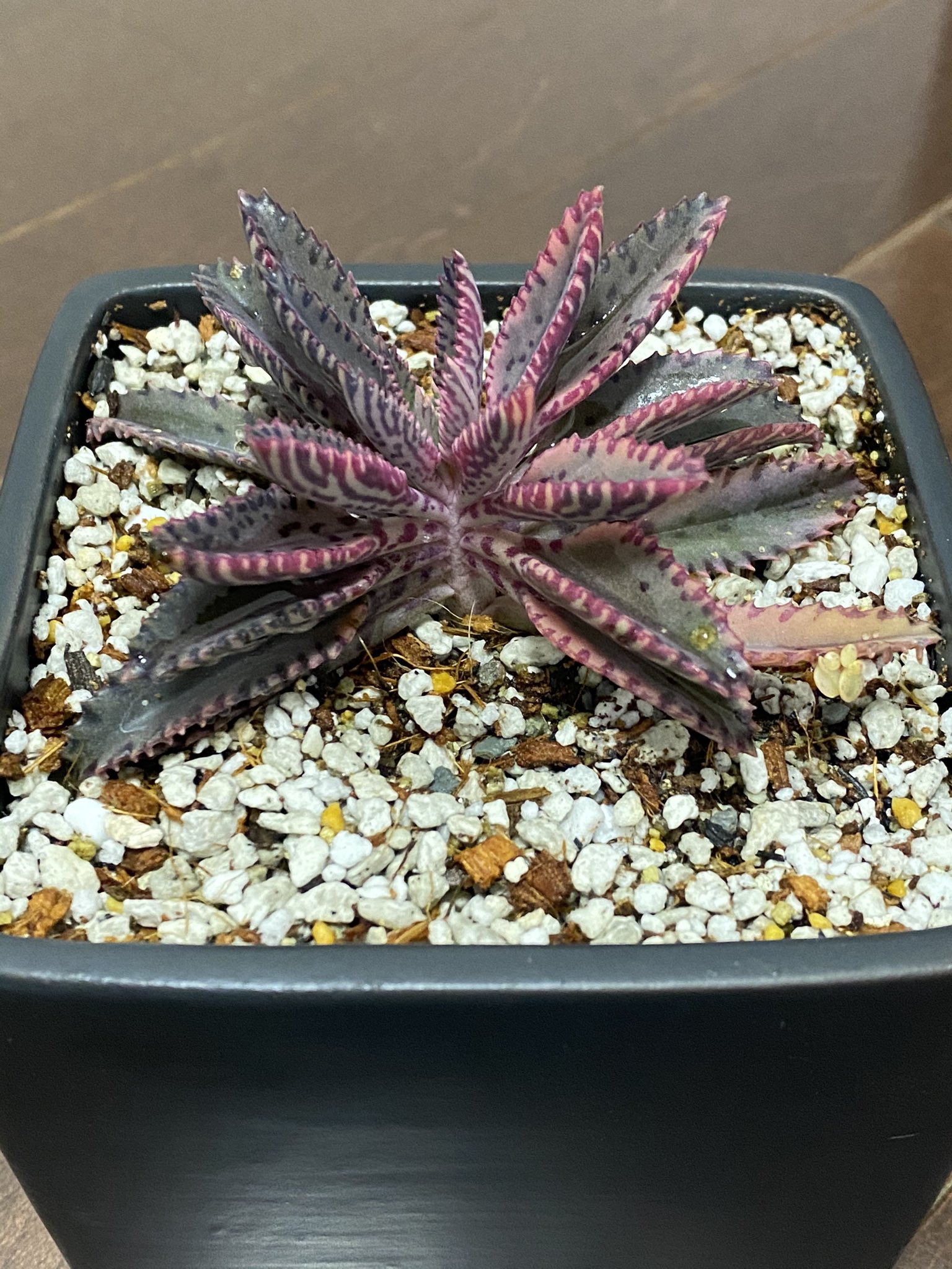 تويتر タカ على تويتر また増やしちまった 魔力にも似た魅力が多肉植物にはあると思う D 不死鳥錦 ハムシー 仙人の舞 多肉植物 園芸 ガーデニング カーメン君 Part1 T Co Ledw4eesvy