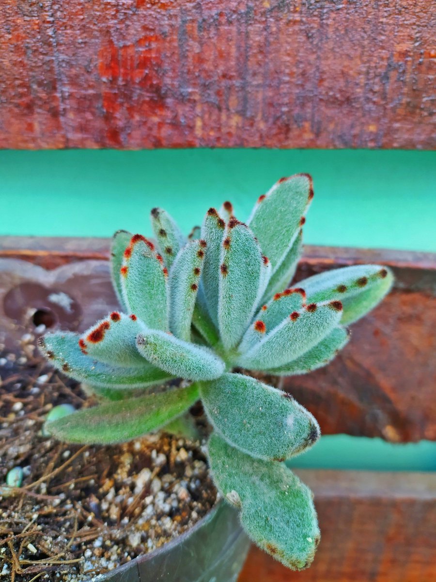 pokymeteor's tweet photo. Nueva adquisición I love 🥰#BuenosDias #Kalanchoe #tomentosa #cactuseros #SundayMorning #sucus https://t.co/g7IlfF5dRk