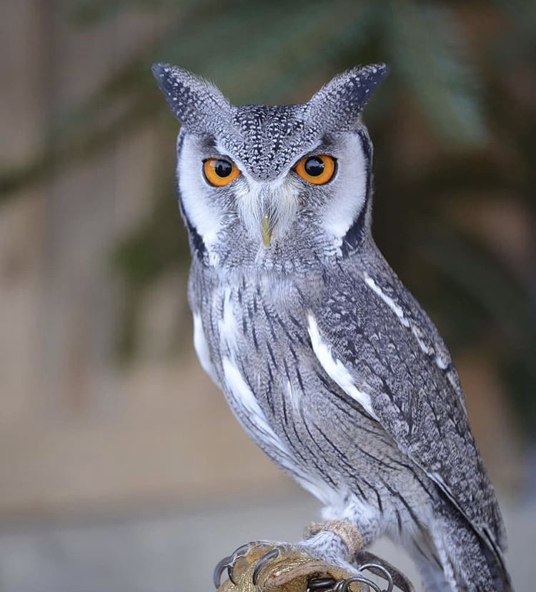 OwlsEveryHour's tweet photo. #OwlHour https://t.co/IEQBpJZxlA