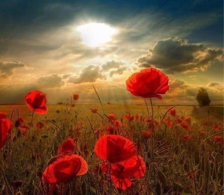 #LestWeForget #RemembranceDay2020 #WeWillRememberThem