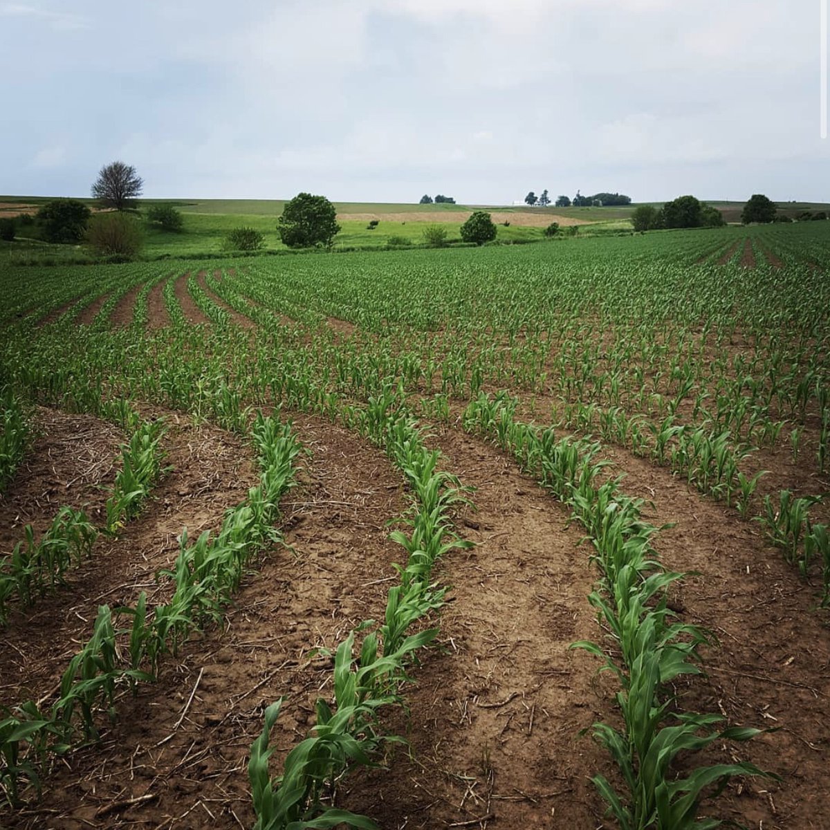 ProTrakker's tweet photo. Hills and contours are no match for the 500DB with Side-Hill Sensor; control, precision, and a smooth planting season, every year! » https://t.co/LKcdS8XPyJ

#implementguidance #precisionplanting

📸 @jkohorst https://t.co/baV5FbnOcw