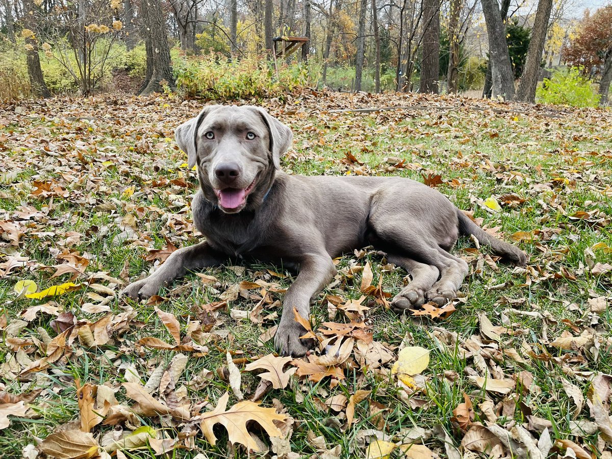 NeuCare's tweet photo. My pup is enjoying the last days of fall. #LFK #FallFoliageWars https://t.co/Mrz3p7FukV