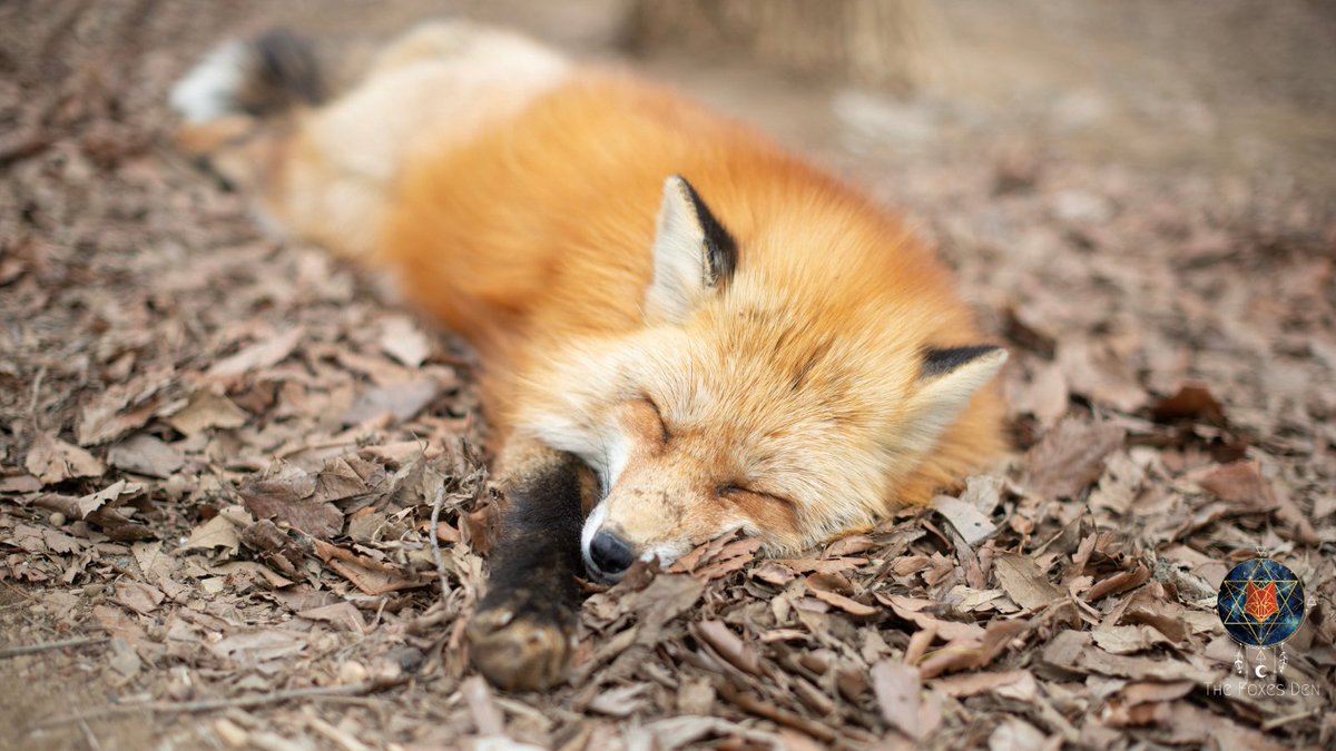 thefoxsdenhealz's tweet photo. What a cute sleepy fox! https://t.co/h2oHwS6oVJ

#sleepyfox #foxes #wildlife #wildlifephotography #redfox #cutefox #fox #foxphoto https://t.co/zcQ4sXkC5V
