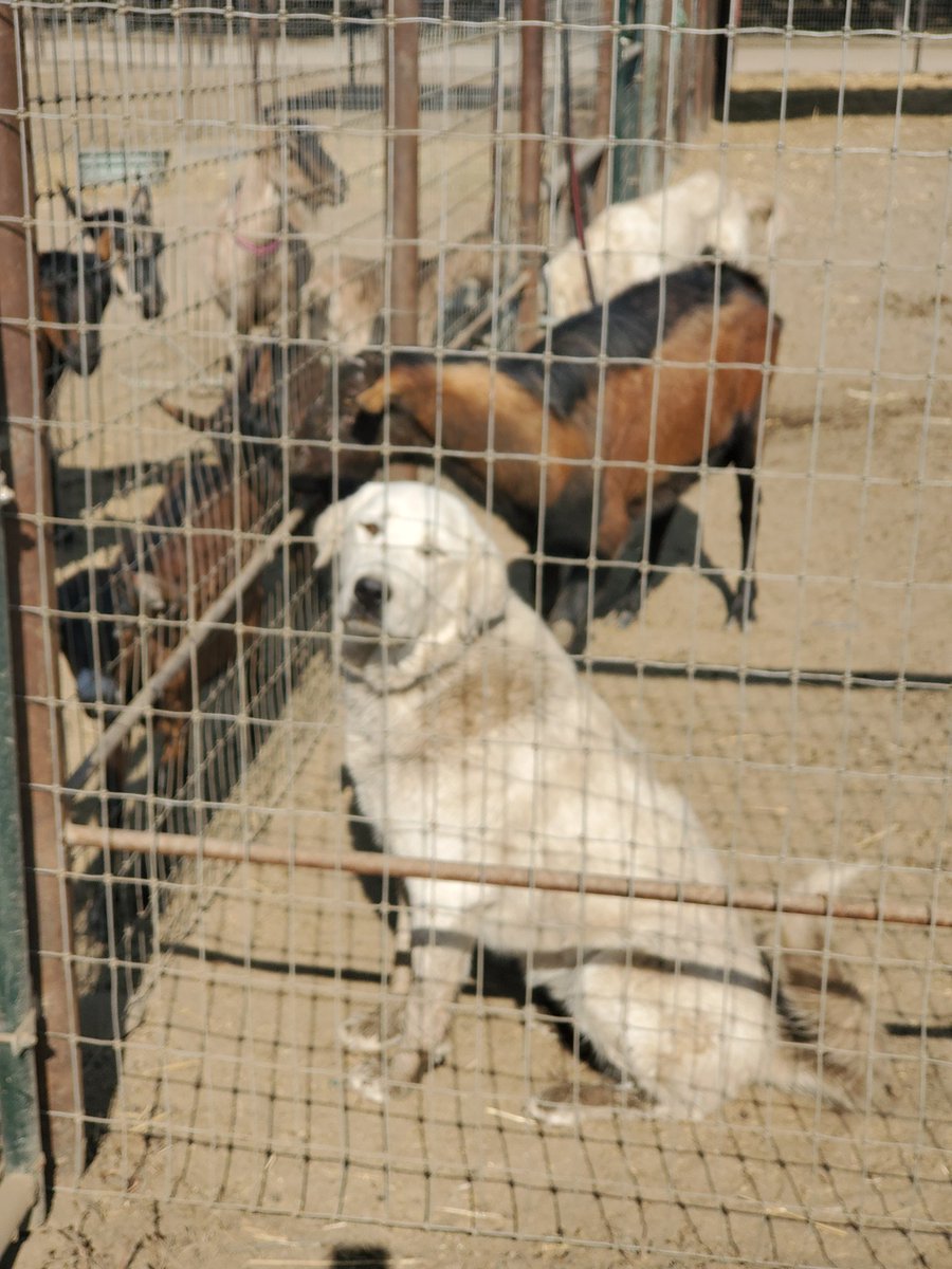 @FTC4eva @Varuka1717 She's supposed to be white but  has been digging and using the water trough to get between the pastures.