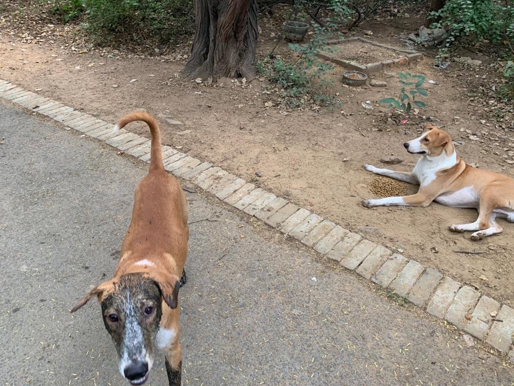 _MohitChauhan's tweet photo. Some babies love being messy but we love them nonetheless. Our Day 228 of #feedingstrays in #Delhi. Please look after stray animals and birds around you. #animalsarepeopletoo #onekindact #bekind #lockdownindia #unlock05 https://t.co/6wlLqoRQgN