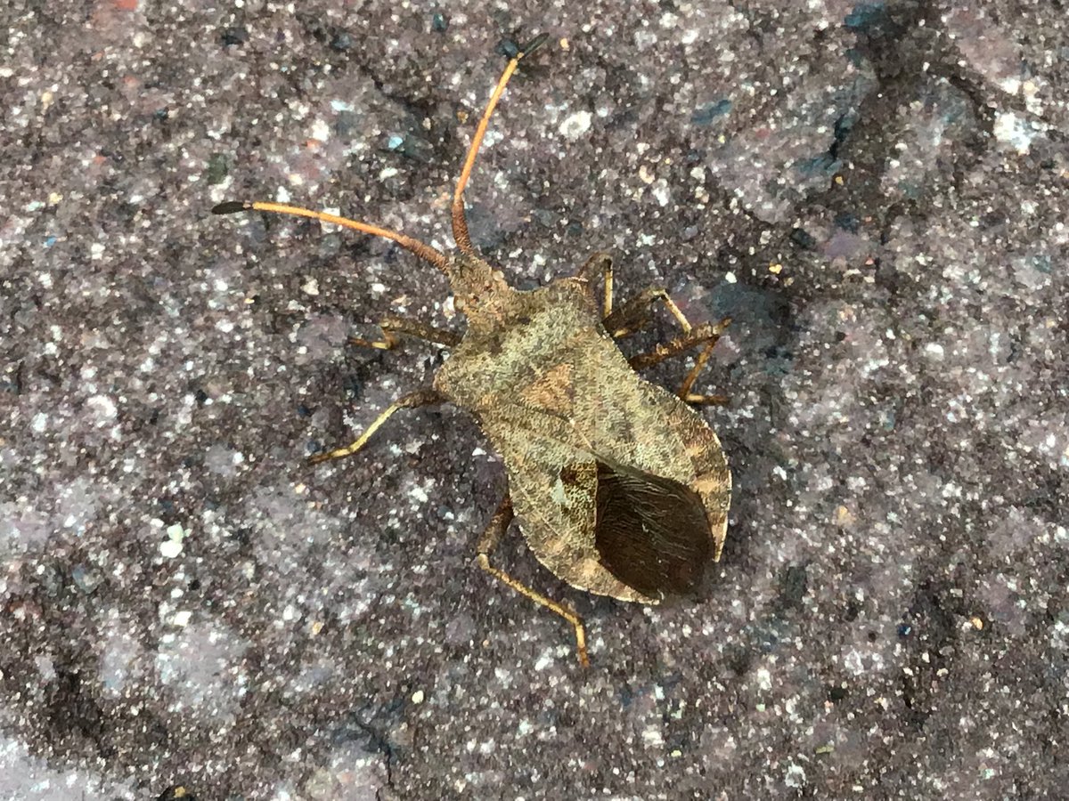 amey_tina's tweet photo. I really love the colour patterns on this beautiful dock bug in the garden this afternoon @Britnatureguide @insectweek @InsectNews @InsectRecovery @Buzz_dont_tweet @DevonWildlife #TwitterNatureCommunity #DevonNature #dockbug https://t.co/PVP2G1ZeIJ