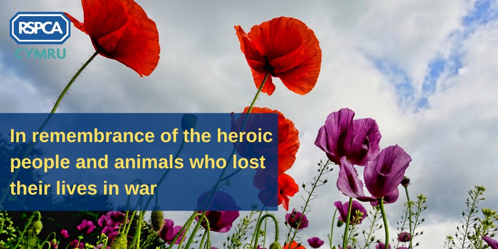 RSPCAcymru's tweet photo. Lest we forget. 

#RemembranceSunday 
#RemembranceDay2020 https://t.co/3kuRCD7Xa7
