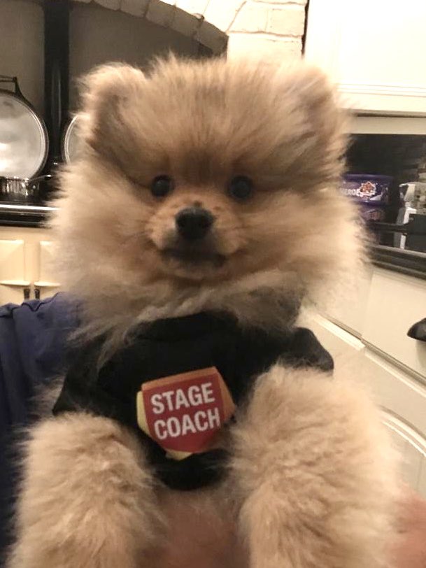 Mrrichwood's tweet photo. Basil wants to be Stagecoach Sam!! #stagecoach #pomeranian #puppy https://t.co/PeWJR381cF