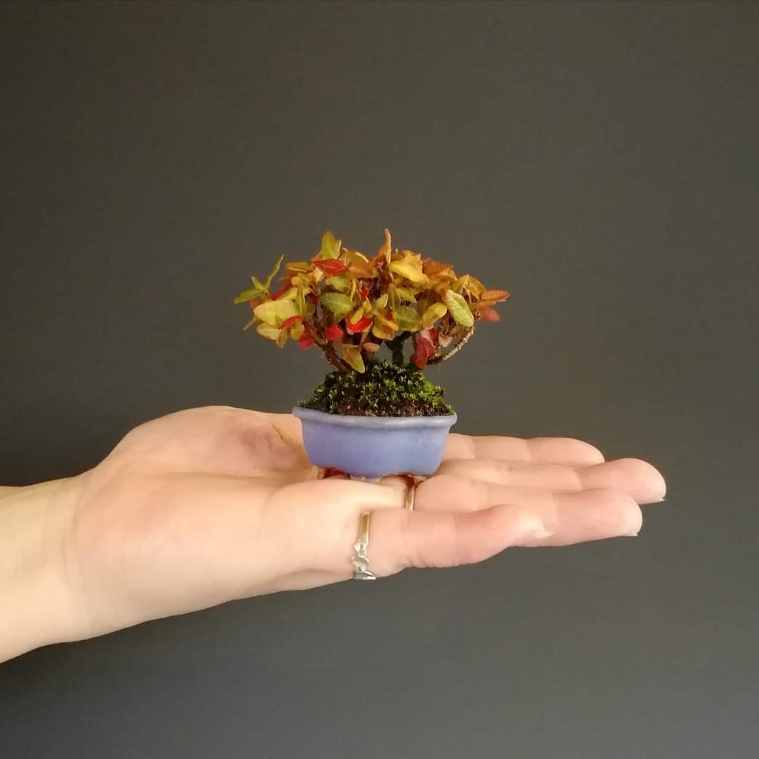 bonsaimente's tweet photo. Autumn in yours fingers!

Picture by Kei Misaki. You can follow him in his Instagram account @kei_misaki32

#Bonsai #盆栽 #บอนไซ  #분재 #бонсай #盆景 #Penjing #HagamosBonsai https://t.co/MU5BQpizEu
