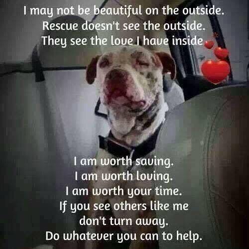 ShadowDogDesign's tweet photo. I may not be beautiful on the outside.
#Rescue doesn't see the outside.
They see the #love I have inside.
I am worth saving. I am worth loving. I am worth your time.
If U see others like me, don't turn away.
Do whatever U can to help.
#Dogs #Dog #AdoptDontShop #FindABestFriend https://t.co/Wyx2AnZWwh