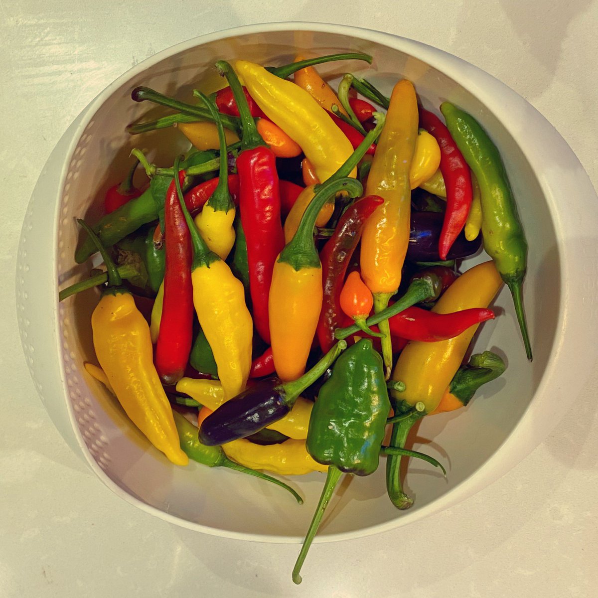 Zoë Henry tweet media