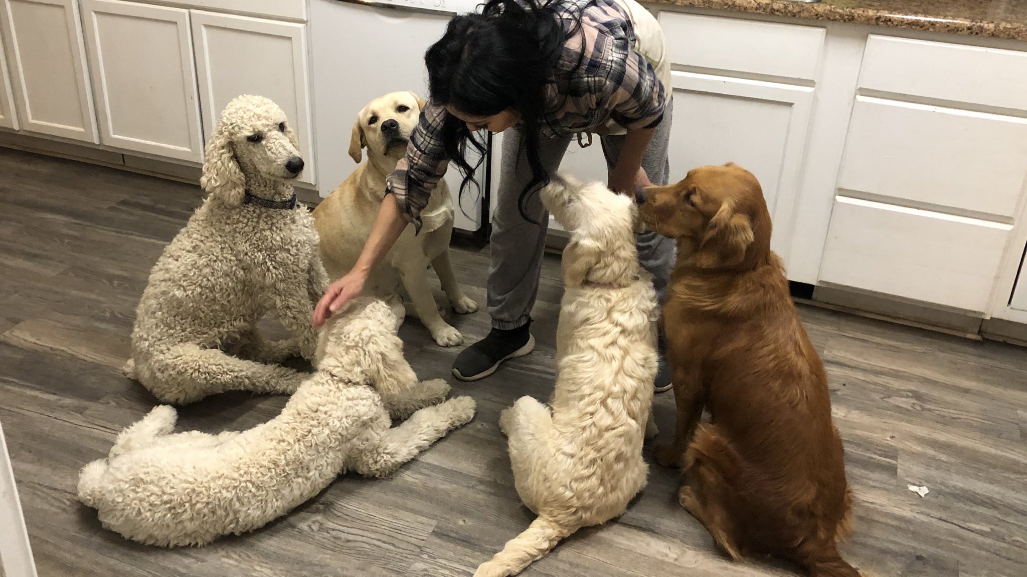 Twitter 上的 Tomomi B Yamada 寒くなったから お家でみんなで暖まろう スタンダードプードル ゴールデンレトリバー ラブラドールレトリバー たとうがい 多頭飼い ラブラドゥードル T Co Uy4w9kjwgr Twitter