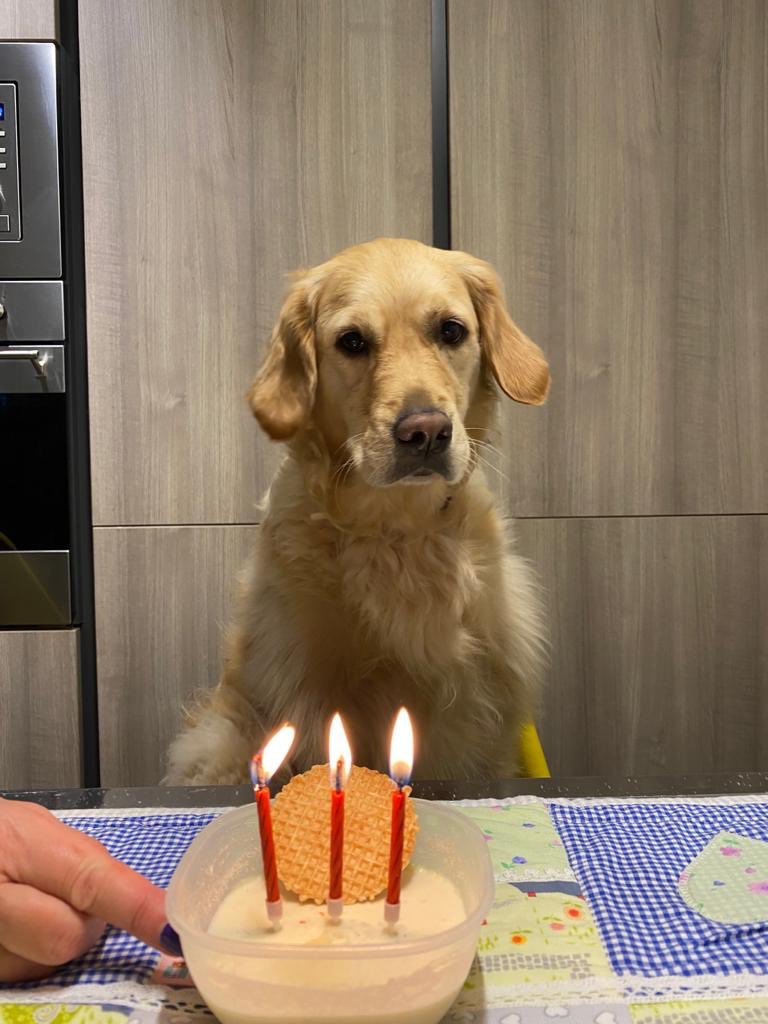 Tanti auguri amore mio! Sono 3 anni che ti amo follemente! Sei la più dolce, la più buona, la più bella per me! 100 di questi giorni!!!❤️🐶🎂