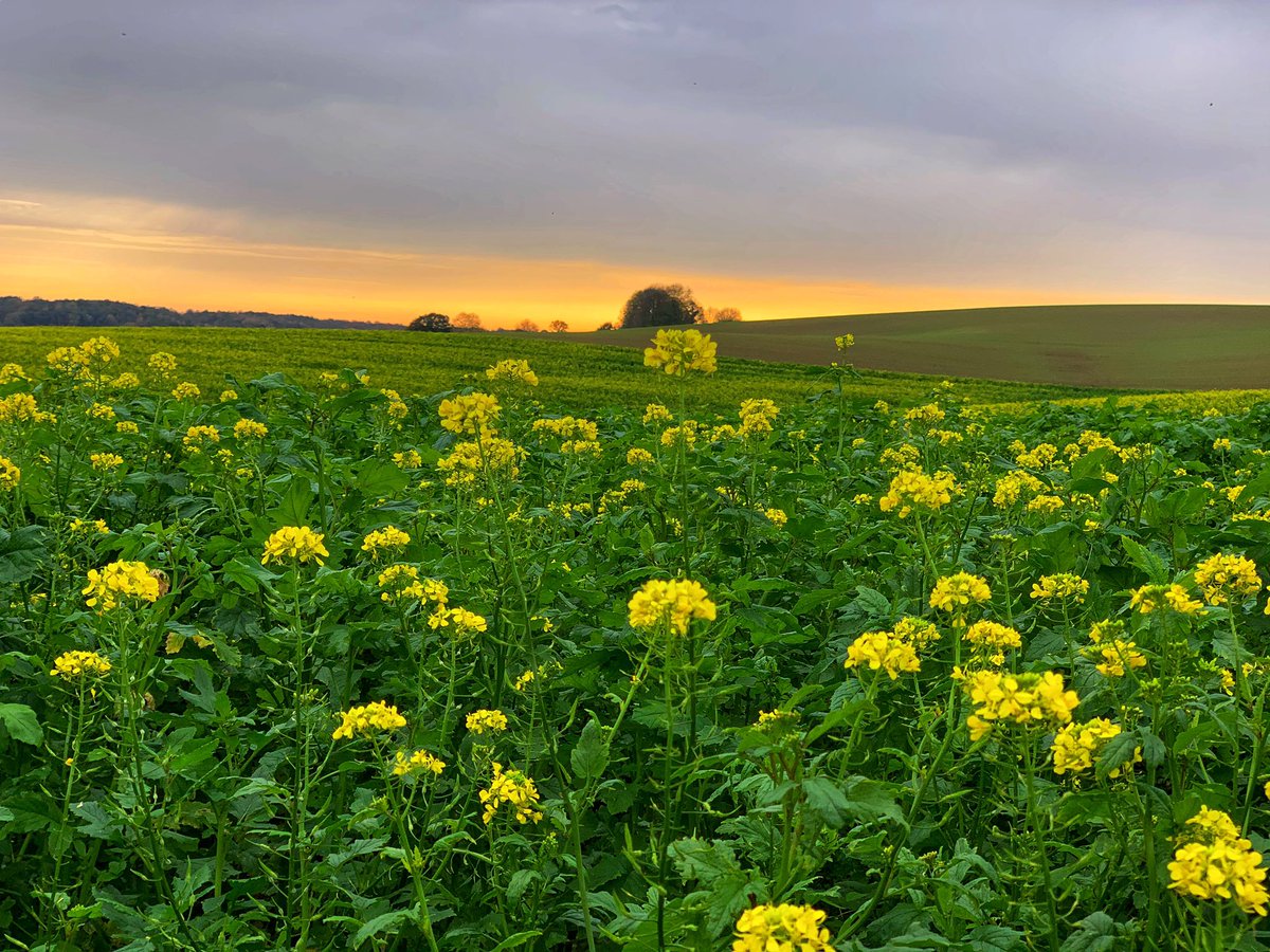 BrigitteSlenter's tweet image. Rondje 🚲 Maasberg. Prachtige lucht 😍@magnifiekZL @Limb_Landschap @VisitZL #fietseninlimburg #zuidlimburg #Elsloo #jezultermaarwonen