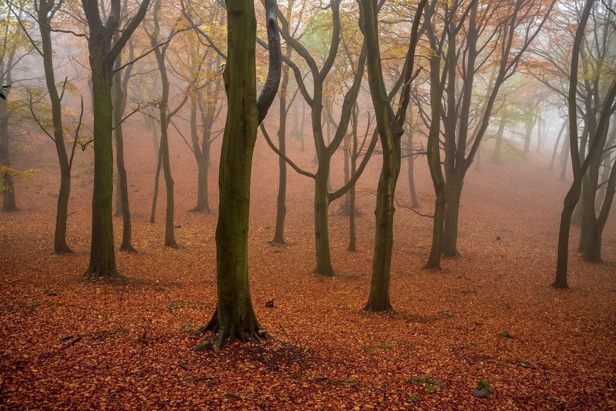 rory_garforth's tweet photo. Autumn wanderings today in the mist, local woods at Rishworth, Calderdale 📷🌳✨
#autumn #photography #leica #treeporn #mist #calderdale #ryburn #landscape https://t.co/TY8iVEeufM