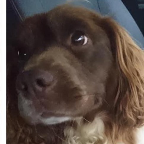 bs2510's tweet photo. #STOLEN #FindStolenM
"M" Needs to be HOME🏡She's an Older Girl & needs her Family
#English #Springer #Spaniel Liver/white Microchipped
#Missing 20 Oct 2020 #FORNETH near #BLAIRGOWRIE #Perthshire #Scotland PH10 Could be in #Bromsgrove
https://t.co/x1Sx3xJqzY https://t.co/wYzzBiLtQb