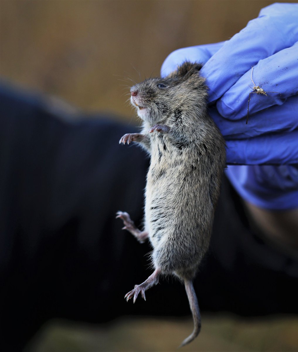 Bosw8erJonathan's tweet photo. Hoe tof is dit?! Ik mocht mee helpen met een onderzoek naar dit zeldzame diertje, de noorde woelmuis! Op #Kinderdijk vonden we meerdere exemplaren van deze endemische ondersoort, die alleen in Nederland voor komt! De dieren zijn uiteraard allemaal weer gezond los gelaten! https://t.co/a52WcsOJBm