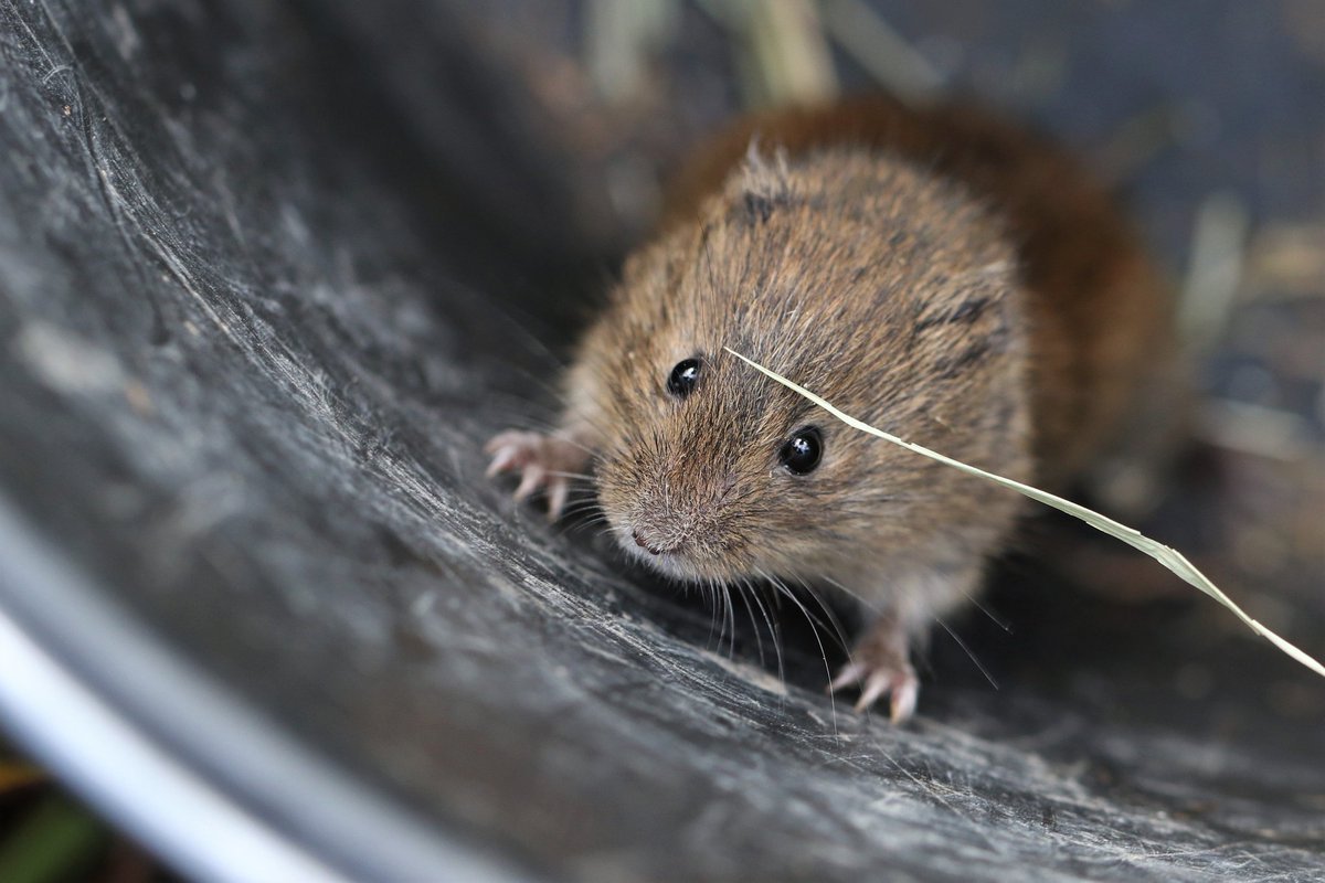 Bosw8erJonathan's tweet photo. Hoe tof is dit?! Ik mocht mee helpen met een onderzoek naar dit zeldzame diertje, de noorde woelmuis! Op #Kinderdijk vonden we meerdere exemplaren van deze endemische ondersoort, die alleen in Nederland voor komt! De dieren zijn uiteraard allemaal weer gezond los gelaten! https://t.co/a52WcsOJBm