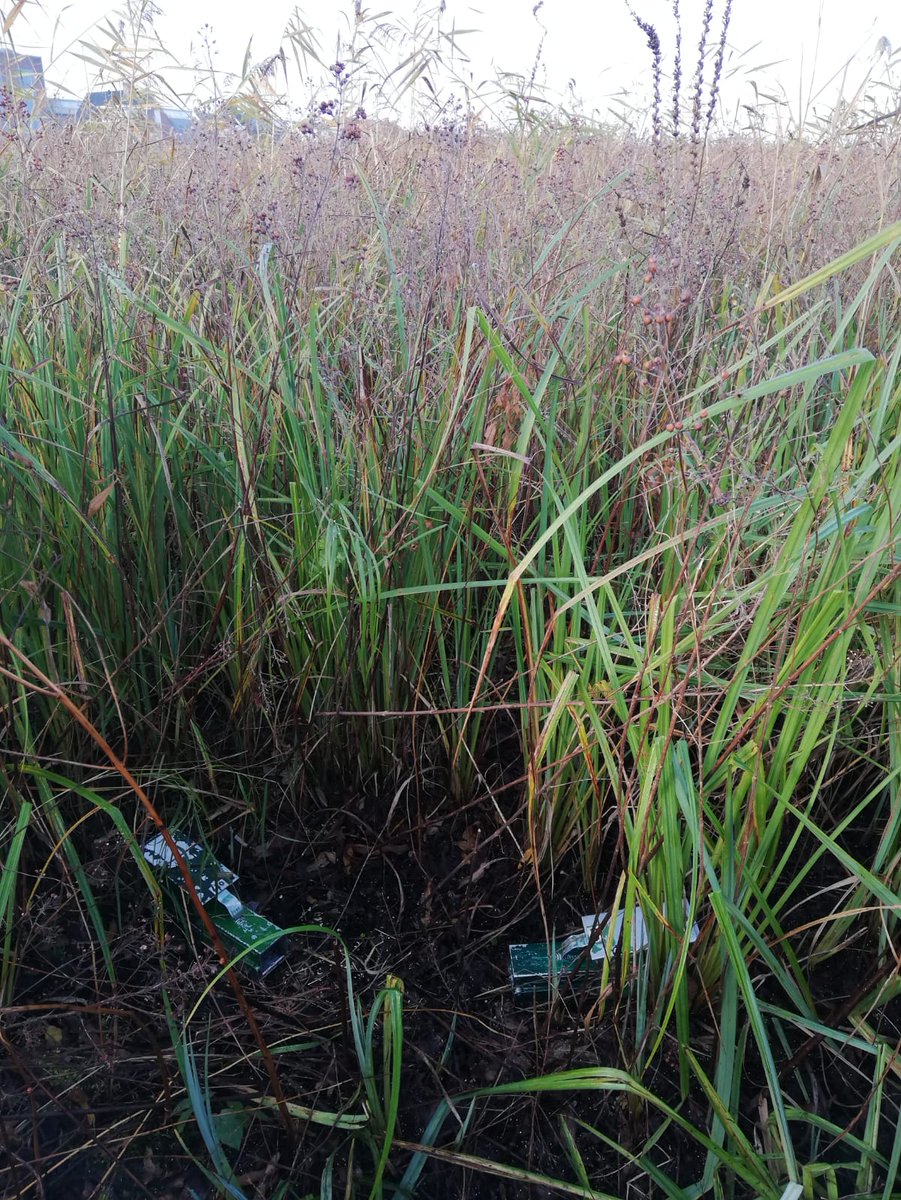 Bosw8erJonathan's tweet photo. Hoe tof is dit?! Ik mocht mee helpen met een onderzoek naar dit zeldzame diertje, de noorde woelmuis! Op #Kinderdijk vonden we meerdere exemplaren van deze endemische ondersoort, die alleen in Nederland voor komt! De dieren zijn uiteraard allemaal weer gezond los gelaten! https://t.co/a52WcsOJBm